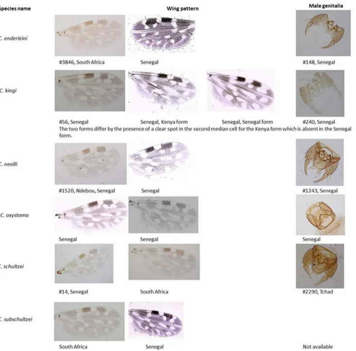 Figure 1. Female wing pattern and male genitalia of the Schultzei species group collected in Senegal (samples from the study and Cornet’s collection) and South Africa