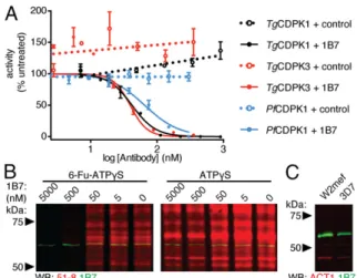 Fig. 3. 1B7 inhibits TgCDPK1 and related kinases. (A) In vitro kinase assay with increasing concentrations of 1B7