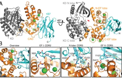 Fig. 4. 1B7 stabilizes a novel conformation of TgCDPK1. (A) Cartoon depicting the structure of the complex with the catalytic KD (gray), the CaM-like CAD (orange), bound calcium ions (green spheres), and 1B7 (blue)