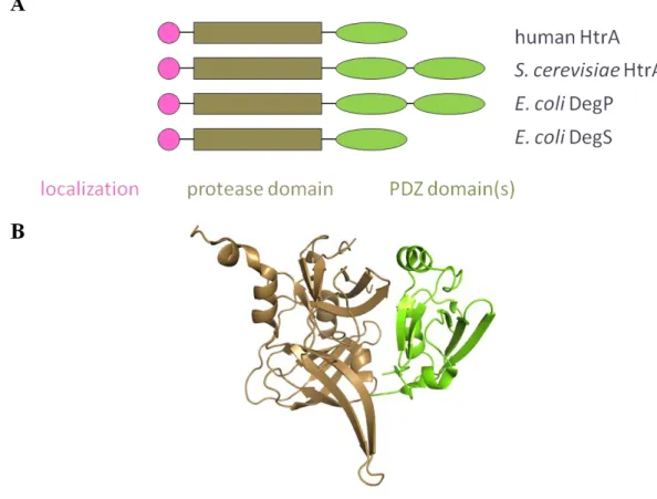 Fig.  1.1.  The  HtrA  family  of  proteases.  (A)  Each  HtrA  subunit  contains  an  N-terminal  localization  domain,  a  trypsin-like protease domain, and one or two C-terminal PDZ domains