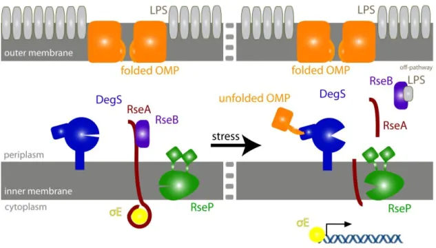 Fig. 1.2: The  E. coli periplasmic stress response. In the absence of stress, σ E  is sequestered by RseA