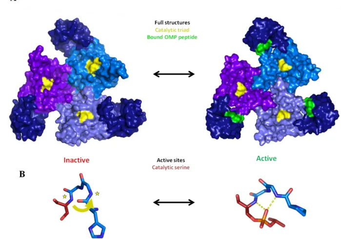 Fig. 1.3. Allosteric activation of DegS. (A) In inactive (1SOT) and active (3GDS) DegS, the protease domains (light  colors) pack together to stabilize the trimer and the PDZ domains (dark blue) are on the periphery