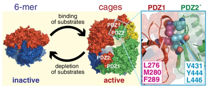 Fig. 1.6. Inactive DegP hexamers assemble into higher-order cages upon substrate binding