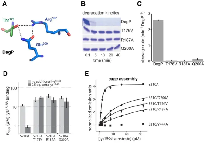 Fig. 2.5. Effects of activation-cluster  mutations on DegP activity and cage assembly