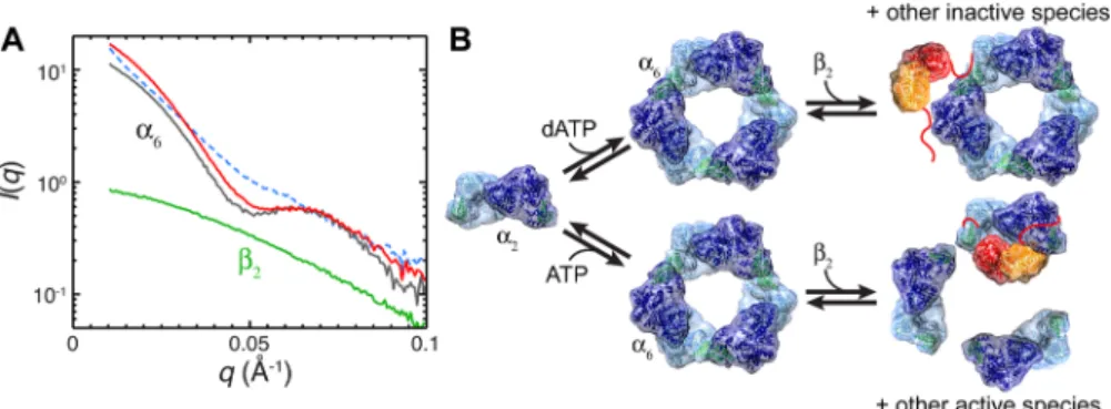 Figure 4. Human β can alter the structure of α oligomers substantially in the presence of activating eﬀector, ATP, but not in the presence of dATP.