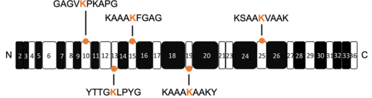 Fig. 1. Schematic representation of tropoelastin domains and allysines explored in this study