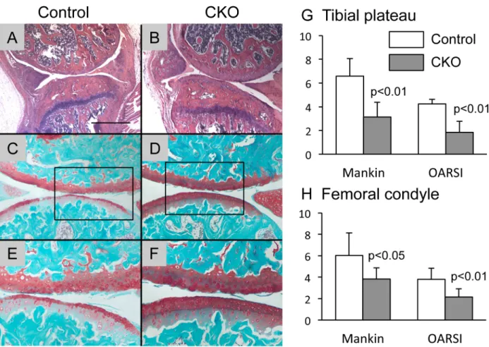 Fig 2. Osteoarthritic changes in control and α 5 CKO mice. The knee joints were harvested from control (A, C and E) and α 5 CKO (B, D and F) 4 weeks after OA surgery and subjected to histological inspection