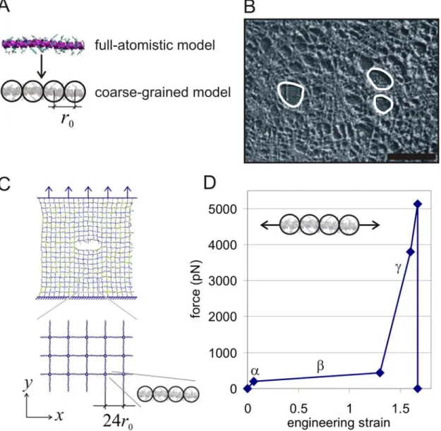 Figure 1. Model formulation, geometry and setup. Subplot A shows a schematic of the coarse-graining procedure, replacing a full atomistic representation of an alpha helical protein domain by a mesoscale bead model with bead distance r 0 