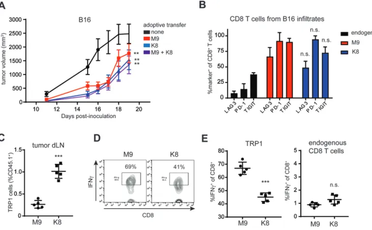 Figure 7: TRP1-M9-stimulated TRP1 high  cells produce more IFNγ in vivo, whereas K8- K8-stimulated cells accumulate to higher numbers.