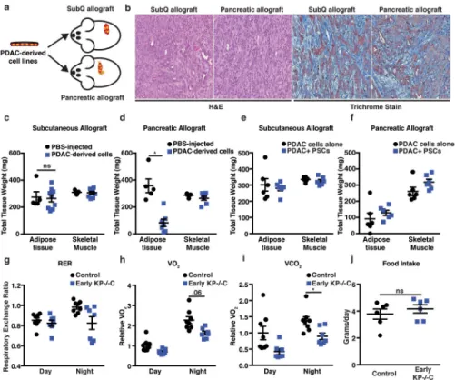 Figure 2. Pancreatic tumor growth promotes adipose tissue wasting