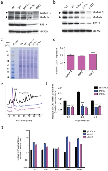 Figure 2. Ribosomal protein haploinsufficiency results in reduced translation of GATA1 (a) Protein lysates from CD34+ derived erythroid progenitors at the CFU-E to