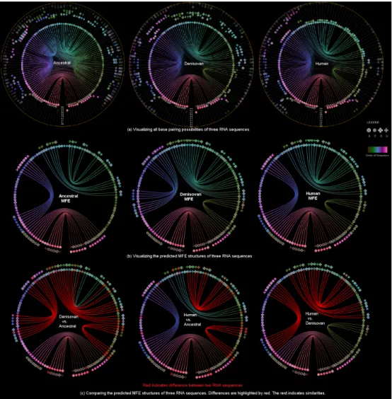 Fig. 2. Visualizing the changes of RNA primary and secondary structures of Ancestral(chimp), Denisovan and Human with RNA-SequenLens.