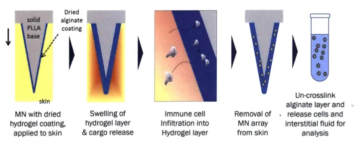 Figure 2-1:  Schematic  of working of sampling  MINs for cell and ISF sampling.