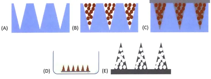 Figure 2-3  Schematic  of fabrication  of porous MNs.  Microspheres  are  centrifuged  into  PDMS molds  (A)  &amp; (B)