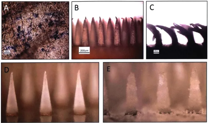 Figure 2-4  Porous MNs  perform poorly  upon insertion into murine ear skin.  Murine  ear skin stained  with  Trpan  Blue  after  insertion  test  (A)  with  porous  PCL  MNs  viewed  via  optical micrography  before  (B) after insertion  test (C)