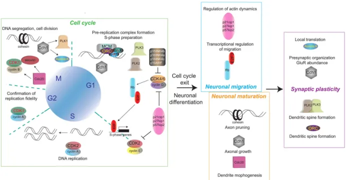 Figure 1. Developmental flow: from the cell cycle to synaptic plasticity