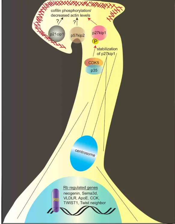 Figure 3. Cell cycle inhibitors and the Rb protein in neuronal migration