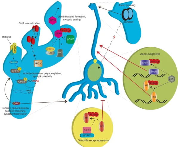 Figure 4. Core cell cycle regulators are implicated in diverse neuronal processes