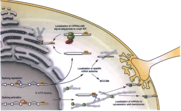 Figure  3-8:  A  model  for  splicing-  and  non-splicing  functions  of  MBNL.