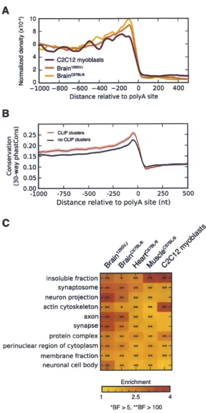 Figure  3-4:  MBNL  binding  in  3'  UTRs  is  common  and  associated  with  increased conservation  and  specific  cellular  compartments.