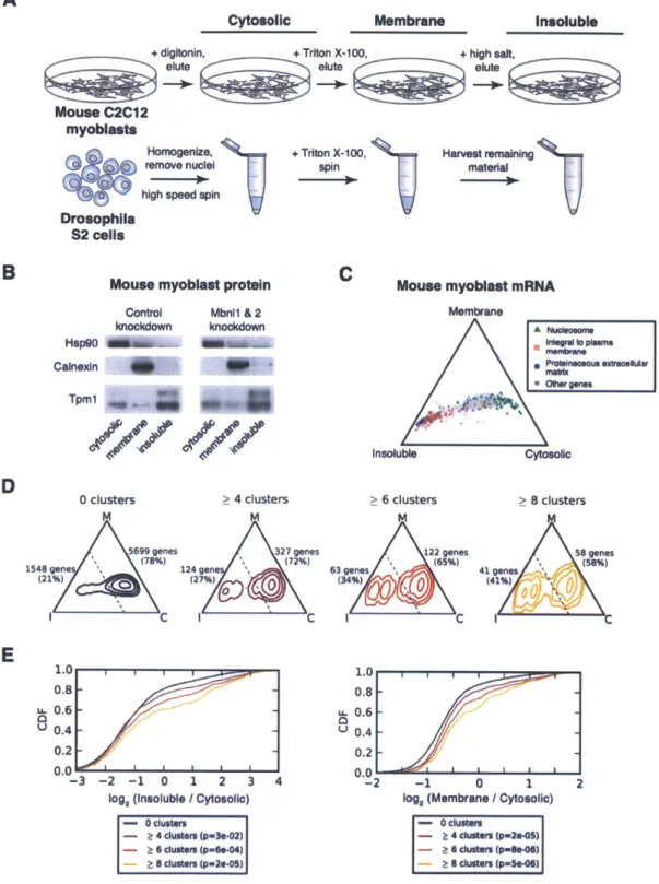 Figure  3-5:  mRNA  localization  is  associated  with  functional  binding  by  MBNL.