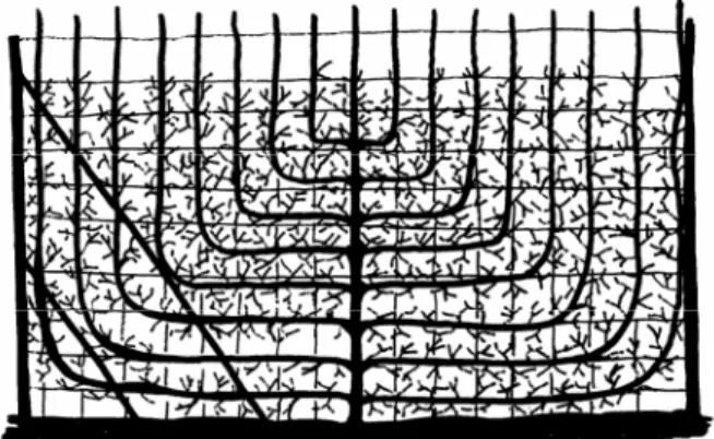 Figure 1. Arbre conduit en palmette. 