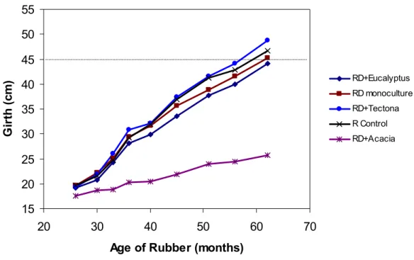 Fig. 3 Rubber growth planted in double row spacing (6mx2mx14m) and at different perennial intercrop treatments,  compared to rubber planted in a normal spacing