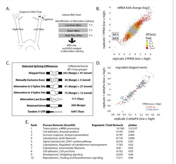 Figure 1. Exposure of the arterial endothelium to low and disturbed flow induces a program of alternative splicing