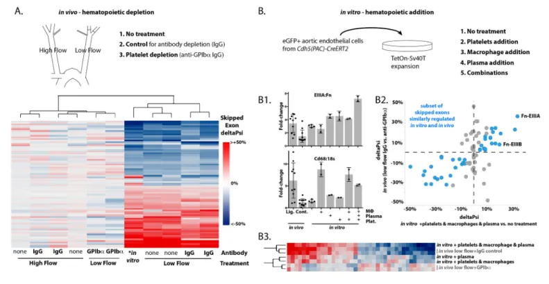 Figure supplement 1. Hematopoietic cell depletion in aortic intima 48 hr after induction of low and disturbed flow.