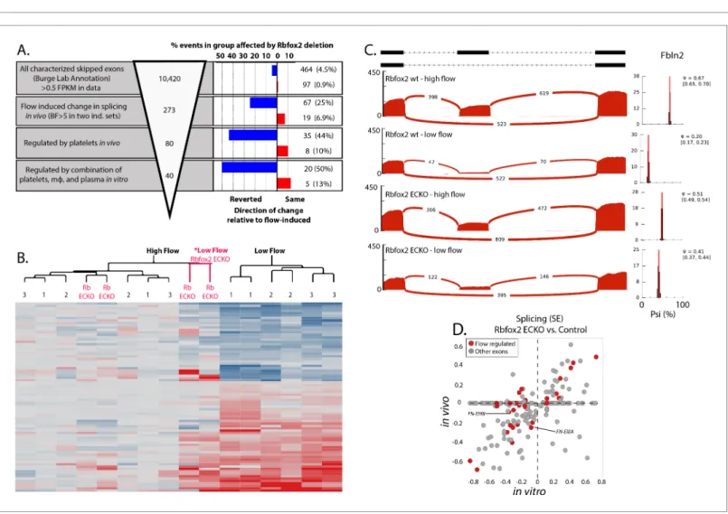 Figure supplement 3. Conservation of Rbfox2 motifs enriched near flow-regulated skipped exons.