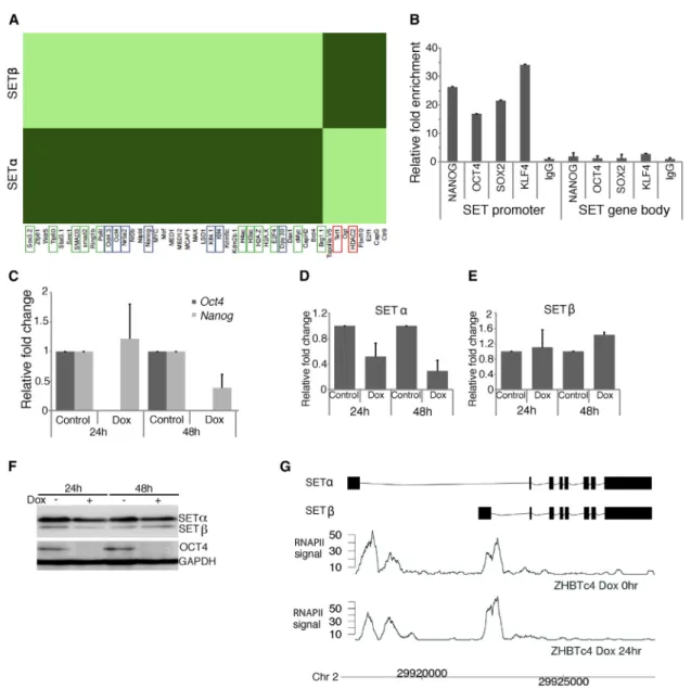 Figure 2. SETa Expression Is Regulated by Pluripotency Factors in ESCs