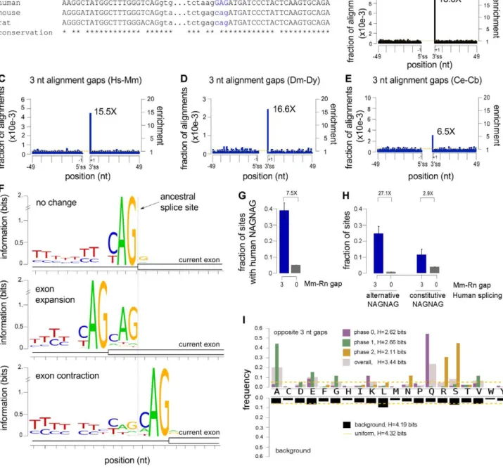 Figure 5. NAGNAGs are associated with accelerated protein evolution at exon-exon boundaries
