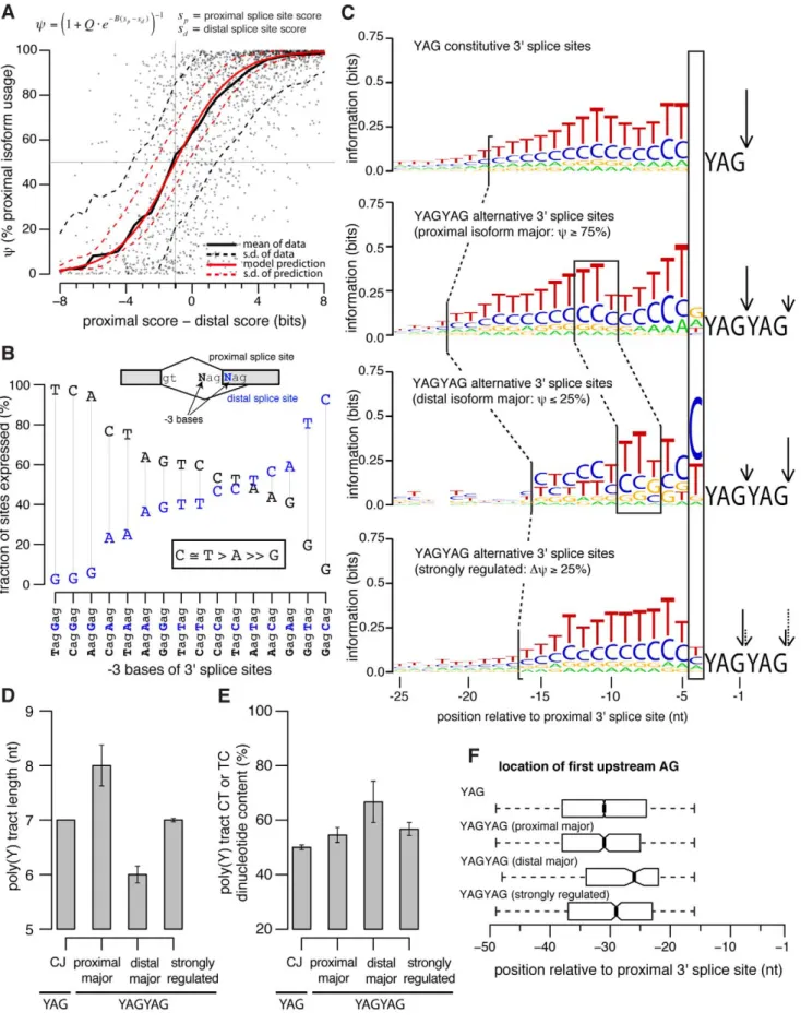 Figure 3. Variation in 39 splice site features are associated with differences in NAGNAG splicing