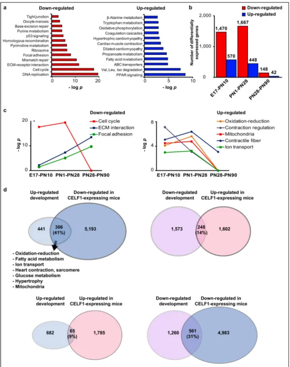 Figure 2. Gene expression regulation occurs primarily before PN28