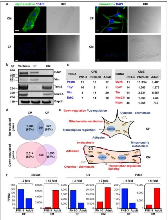 Figure 3. Reciprocal gene expression transitions between CM and CF