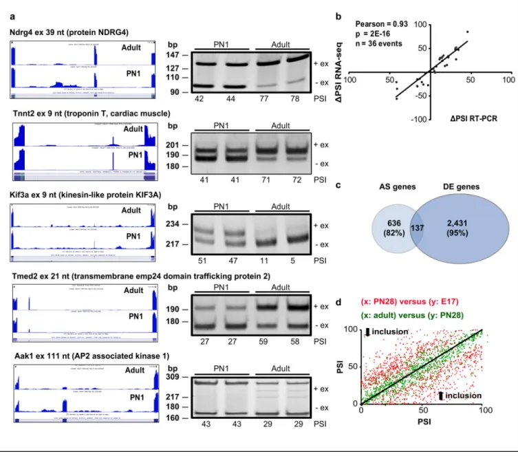 Figure 4. Extensive postnatal AS transitions occur primarily without changes in gene expression a