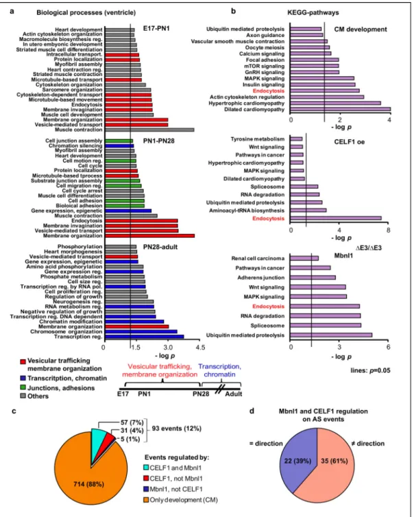 Figure 6. Vesicular trafficking genes are regulated by AS during development