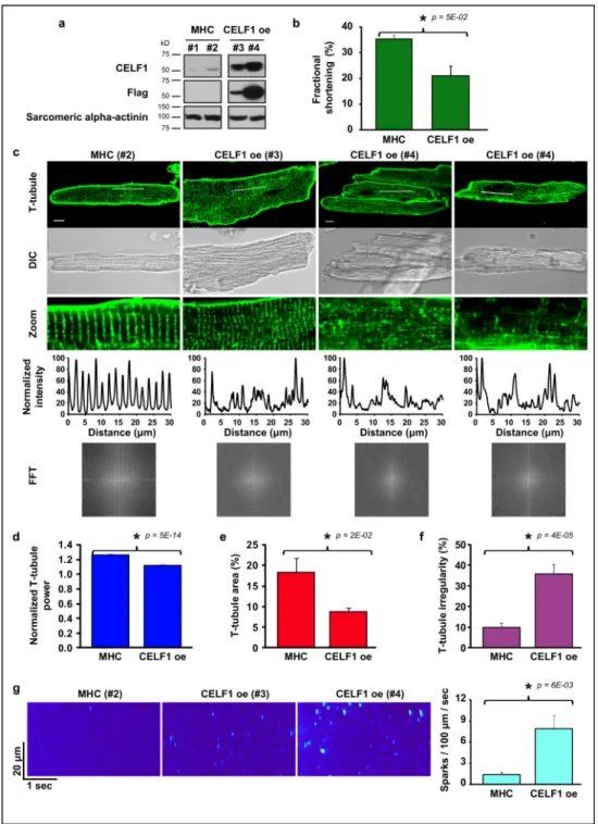 Figure 8. T-tubule disorganization after CELF1 re-expression in adults