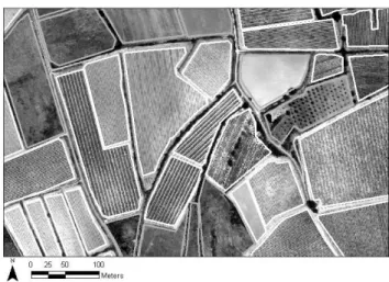 Fig. 4. Zoom on the study area and manual vine plot segmentation.