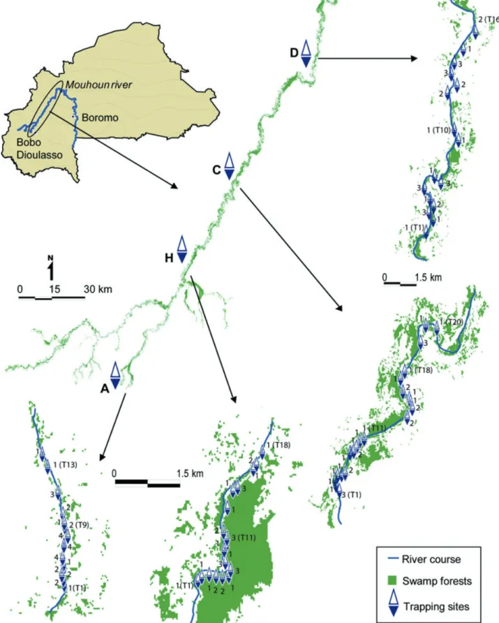 Fig. 1 Study area. Distribution of the four trapping sites and of traps along the Mouhoun river