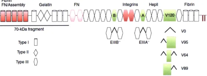 Figure 2: Overview  of domain organization of fibronectin  (Schwarzbauer  and  DeSimone, 2011)