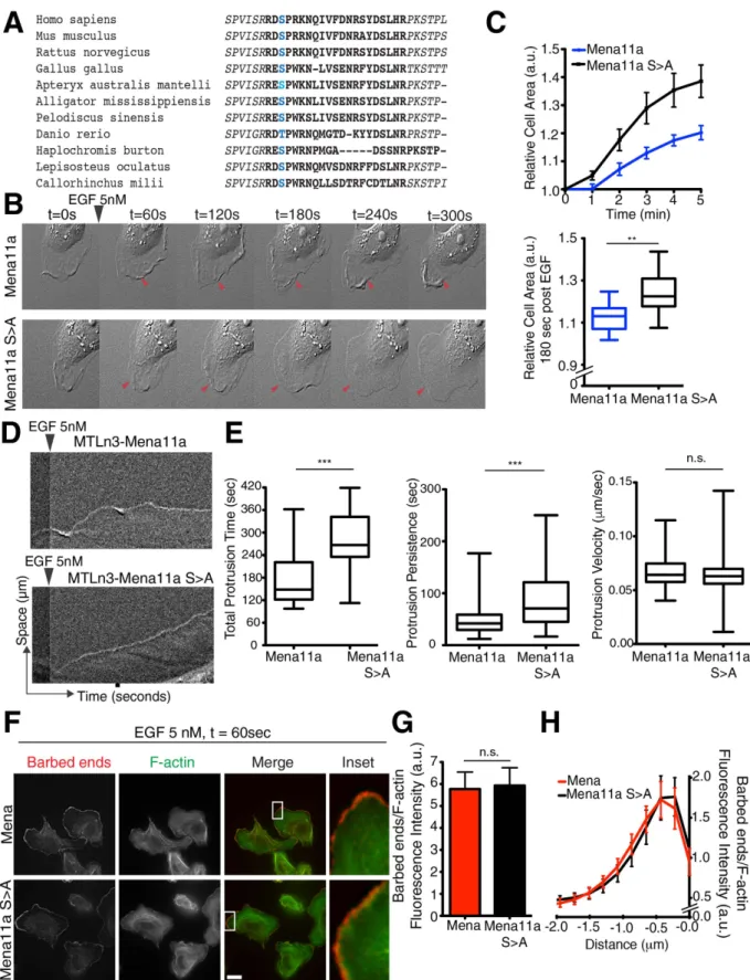 Figure 7.  A serine phosphorylation site in Mena11a regulates its function. (A) Alignment of Mena11a  protein sequences across species