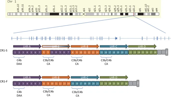Figure 5. Genomic architecture of the CR1 locus in relation to the major CR1 isoforms.