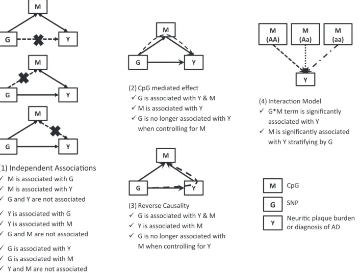 Figure 1. Proposed models incorporating the role of DNA methylation in Alzheimer’s disease (AD) susceptibility