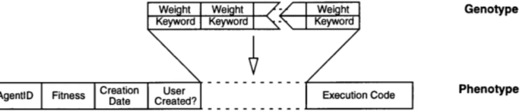 Figure 4 - 2  The  information  filtering agent  genotype and  phenotype