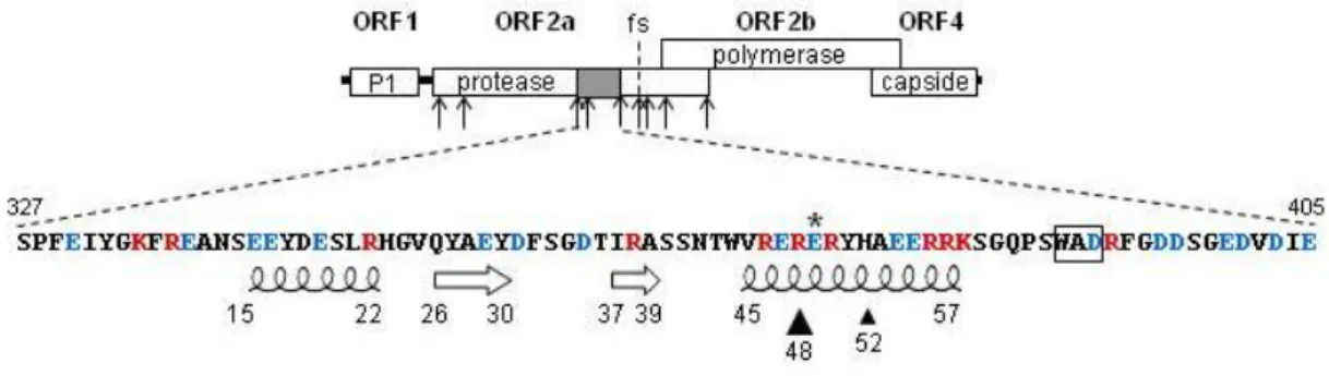 Figure 1: Genomic organization of RYMV, location and sequence analysis of the VPg. 