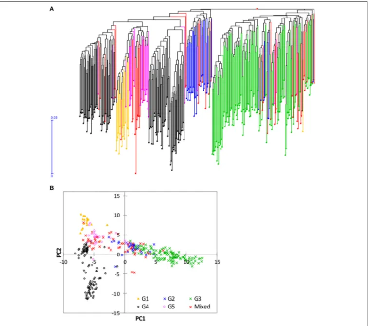FIGURE 5 | Neighbor joining tree and principal component analysis of the 350 mini-core accessions based on 3,709 of the 3,834 SNPs that were polymorphic within this set; (A) Neighbor joining tree from DARwin; and (B) plot of PC1 (10.6%) and PC2 (5.7%) from
