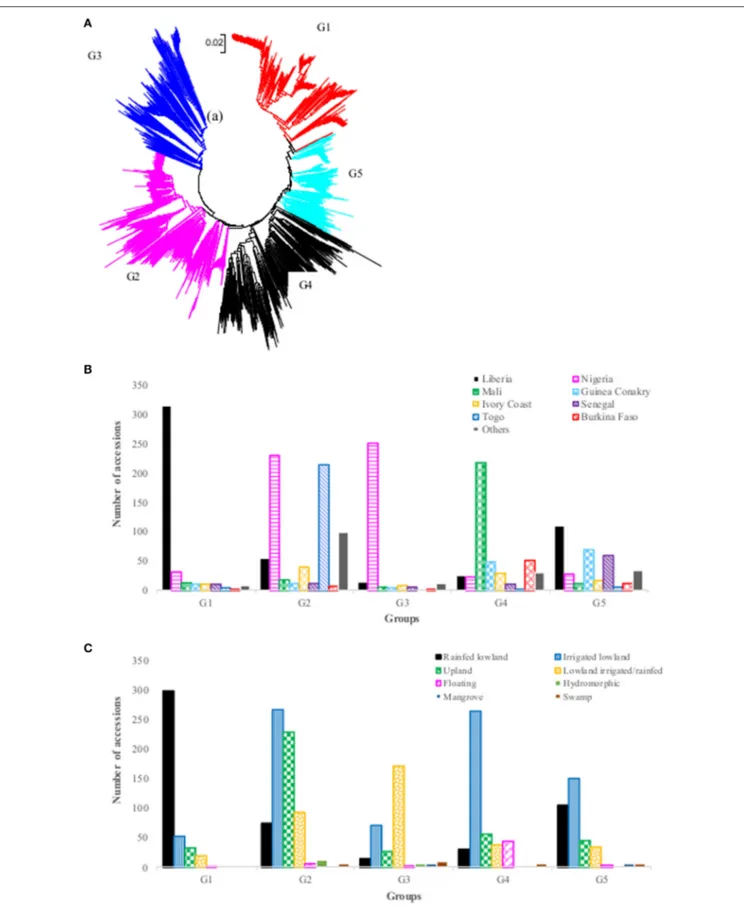 FIGURE 2 | (A) Neighbor-joining tree of 2,179 Oryza glaberrima accessions based on 3,834 polymorphic SNPs (G1 = Group 1, red font; G2 = Group 2, pink font;