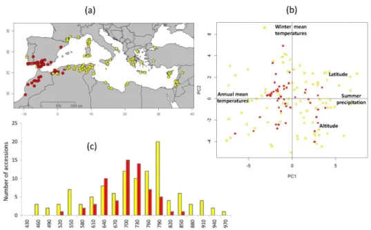 Figure 4: Manhattan plot of –log10(p-value) for association with flowering time on 