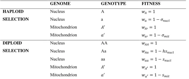 Table 1 Fitness of haploid and diploid genotypes at a nuclear locus and at a mitochondrial locus  under selection